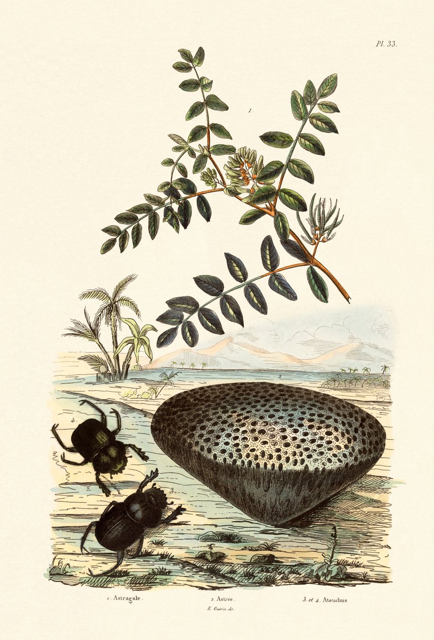 Süt Fiğ, 1833-39 by French School