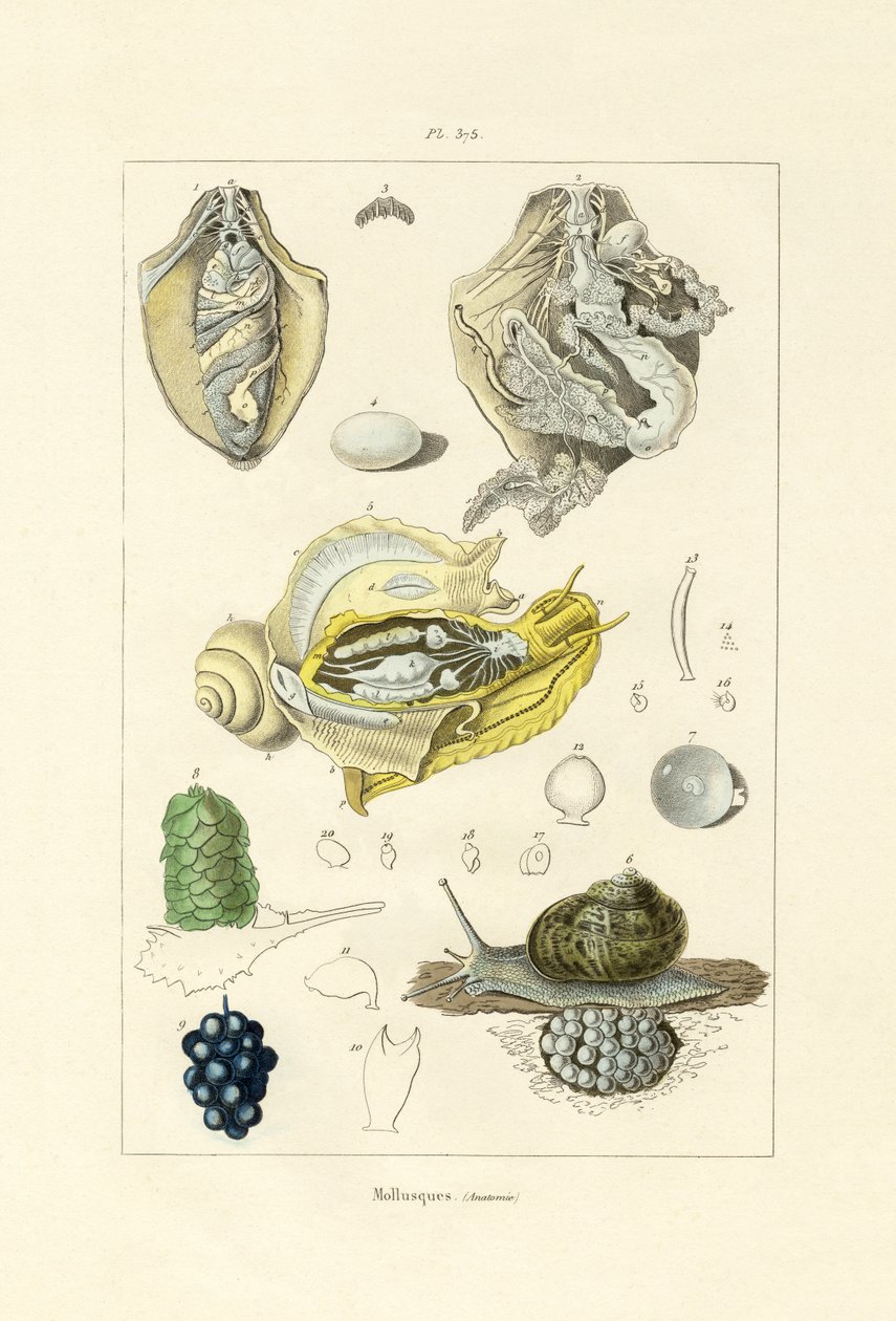 Yumuşakçalar, 1833-39 by French School