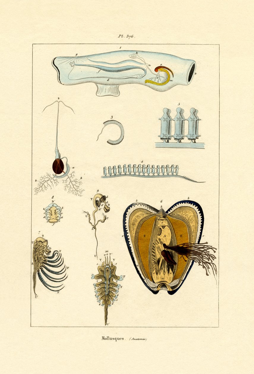Yumuşakçalar, 1833-39 by French School