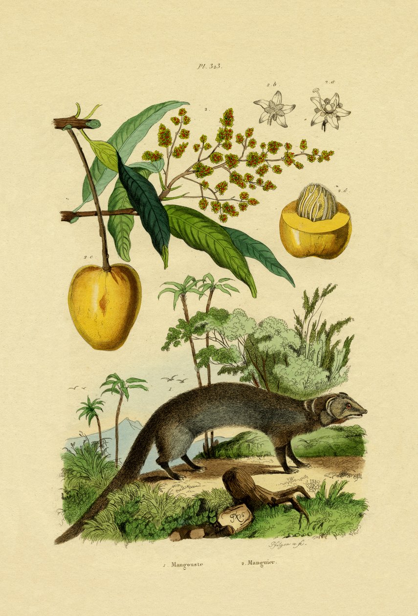 Firavun faresi, 1833-39 by French School