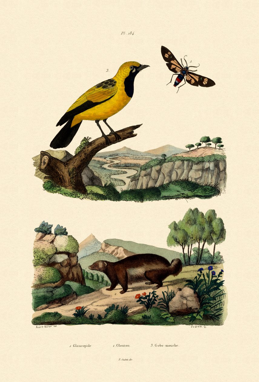 Güve, 1833-39 by French School