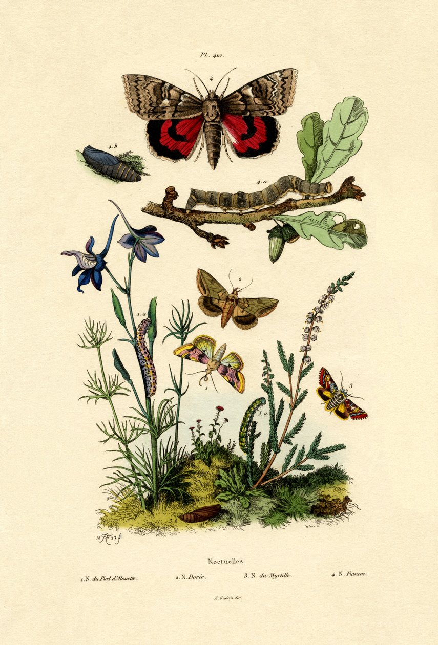 Güveler, 1833-39 by French School