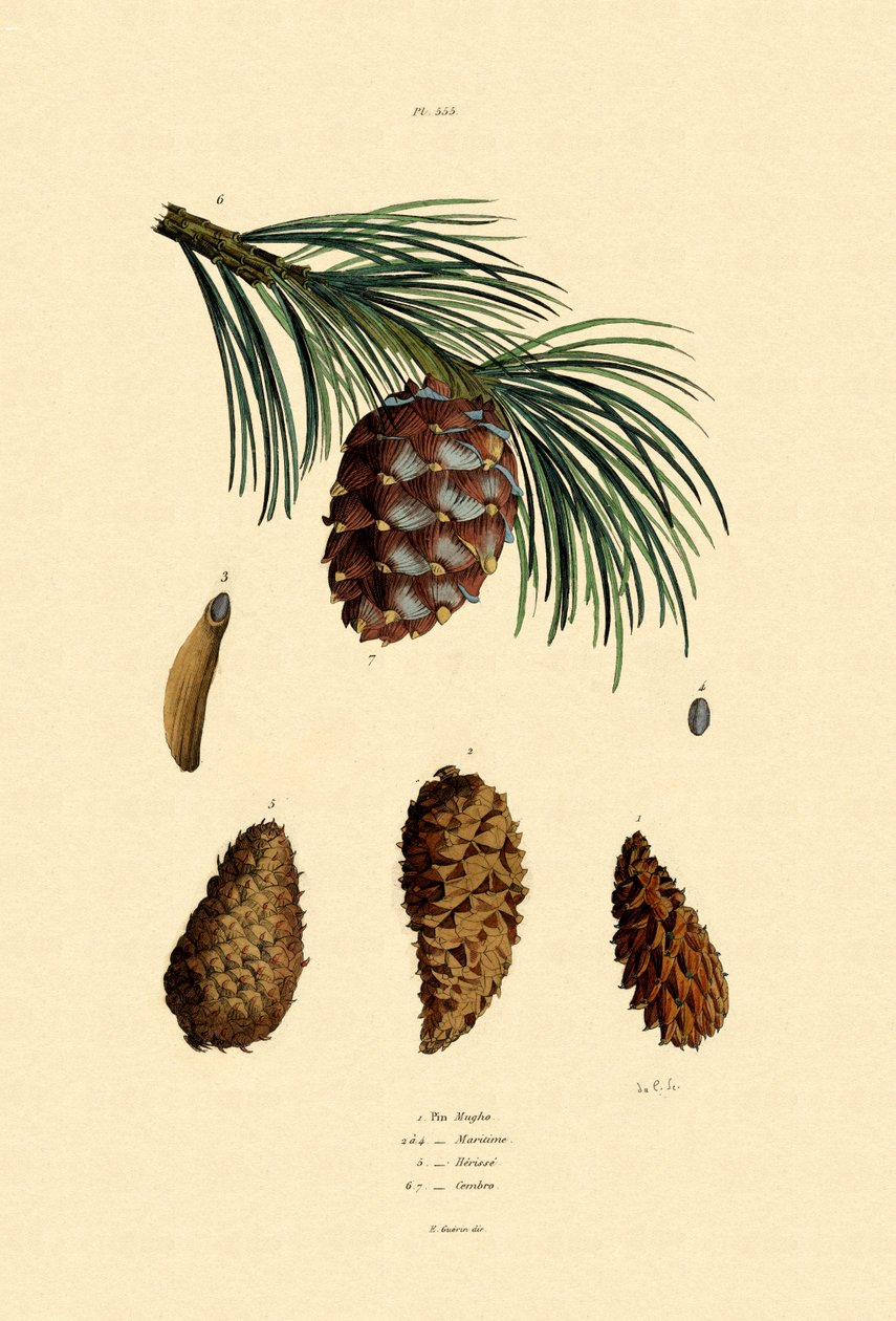 Dağ Çamı, 1833-39 by French School