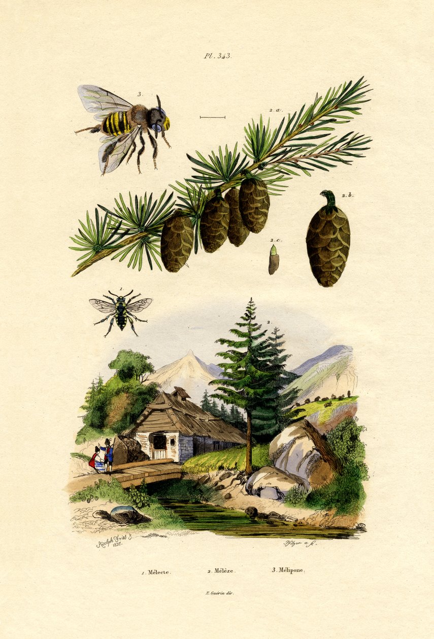 Yas Arısı, 1833-39 by French School
