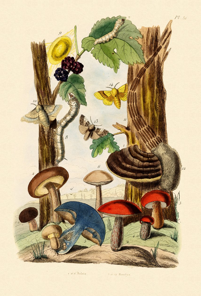Mantarlar, 1833-39 by French School