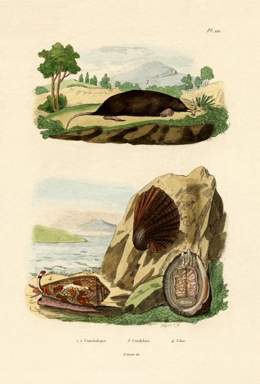 Yerli Yumuşakça, 1833-39 by French School