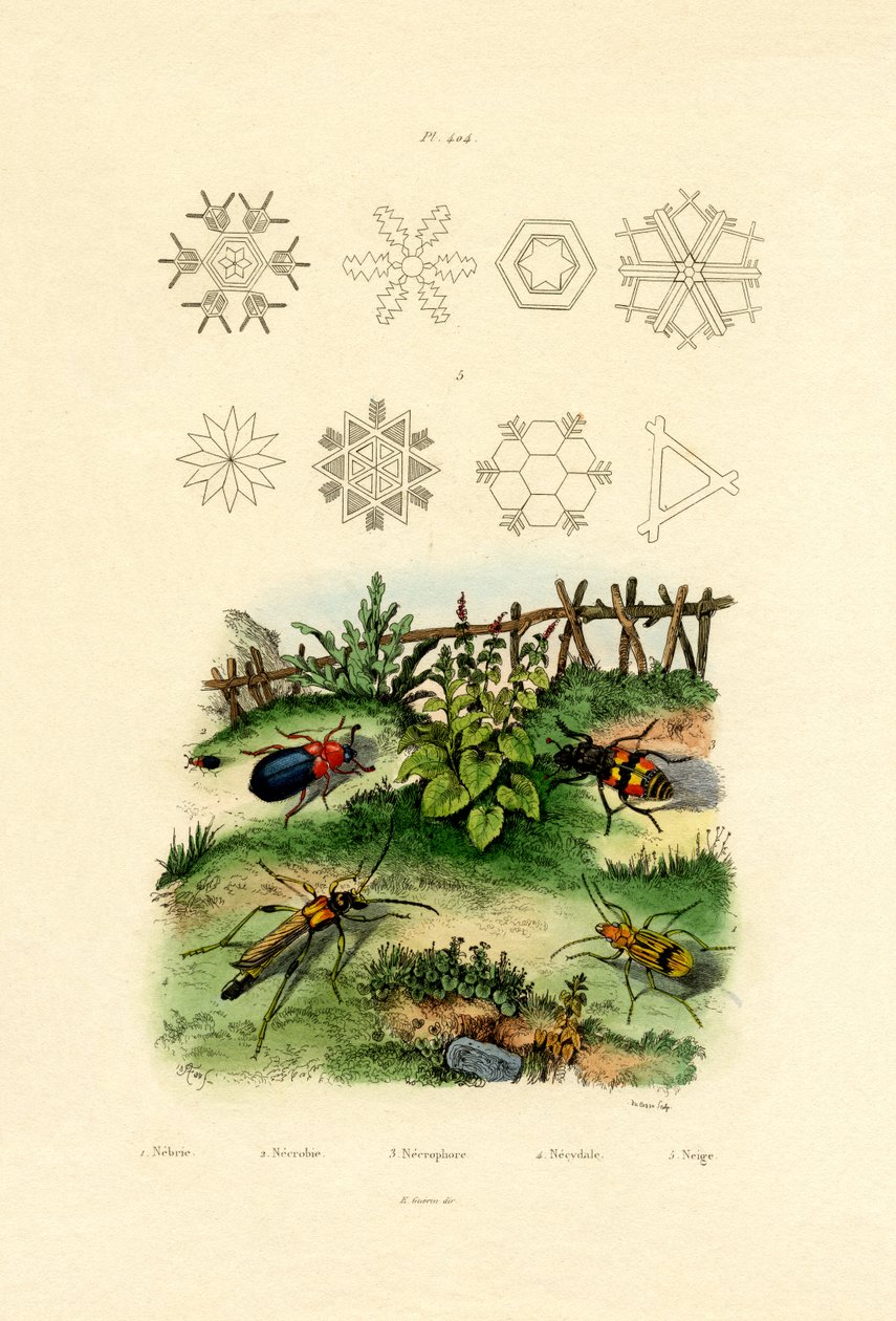 Nebria Böceği, 1833-39 by French School