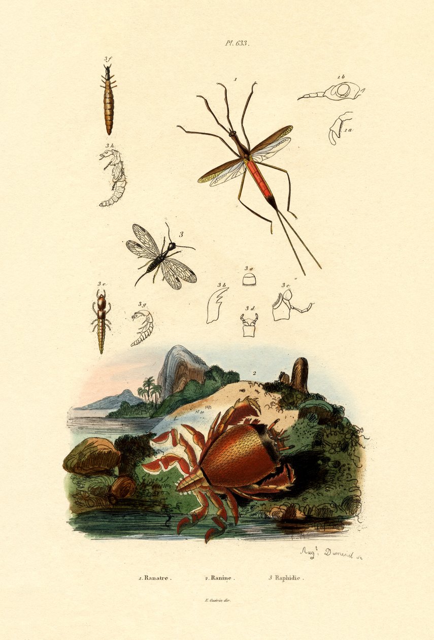 İğne Böceği, 1833-39 by French School