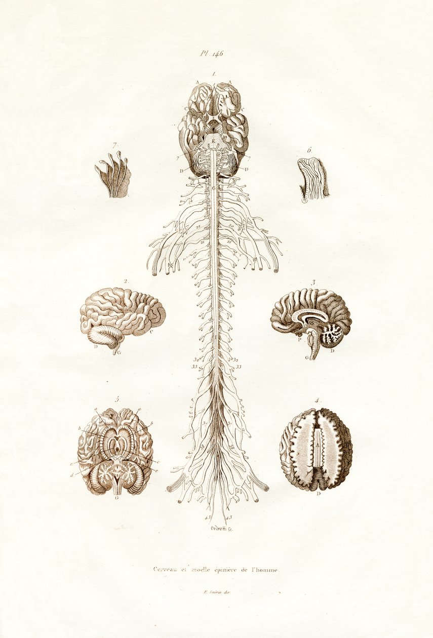 Sinir sistemi, 1833-39 by French School