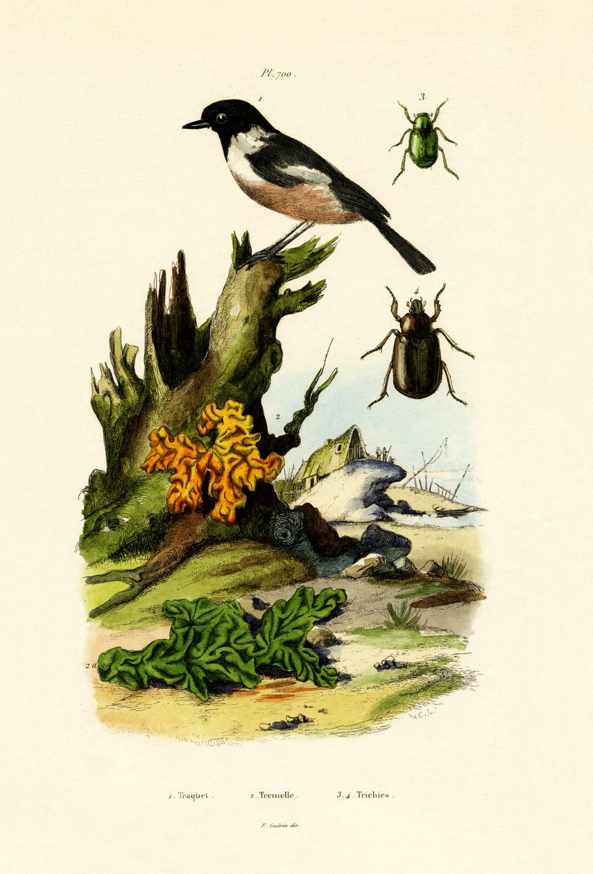 Kuzey Wheatear, 1833-39 by French School