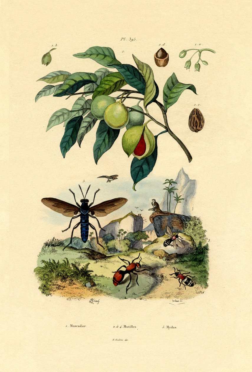 Küçük hindistan cevizi, 1833-39 by French School