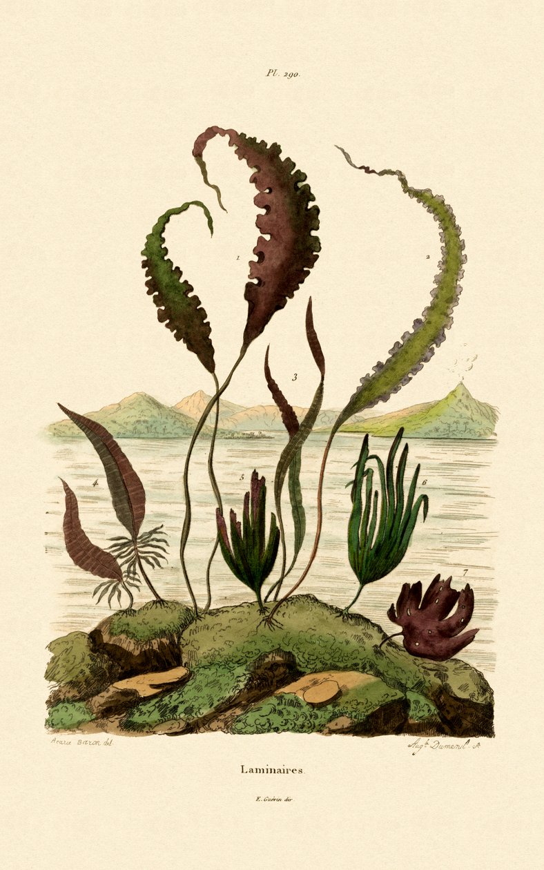 Oarweed, 1833-39 by French School