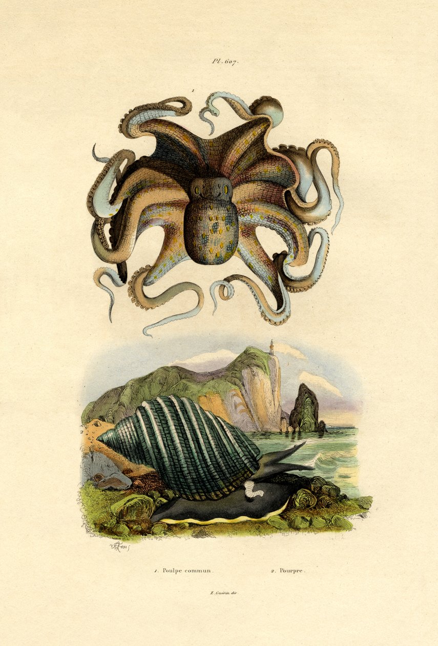 Ahtapot, 1833-39 by French School