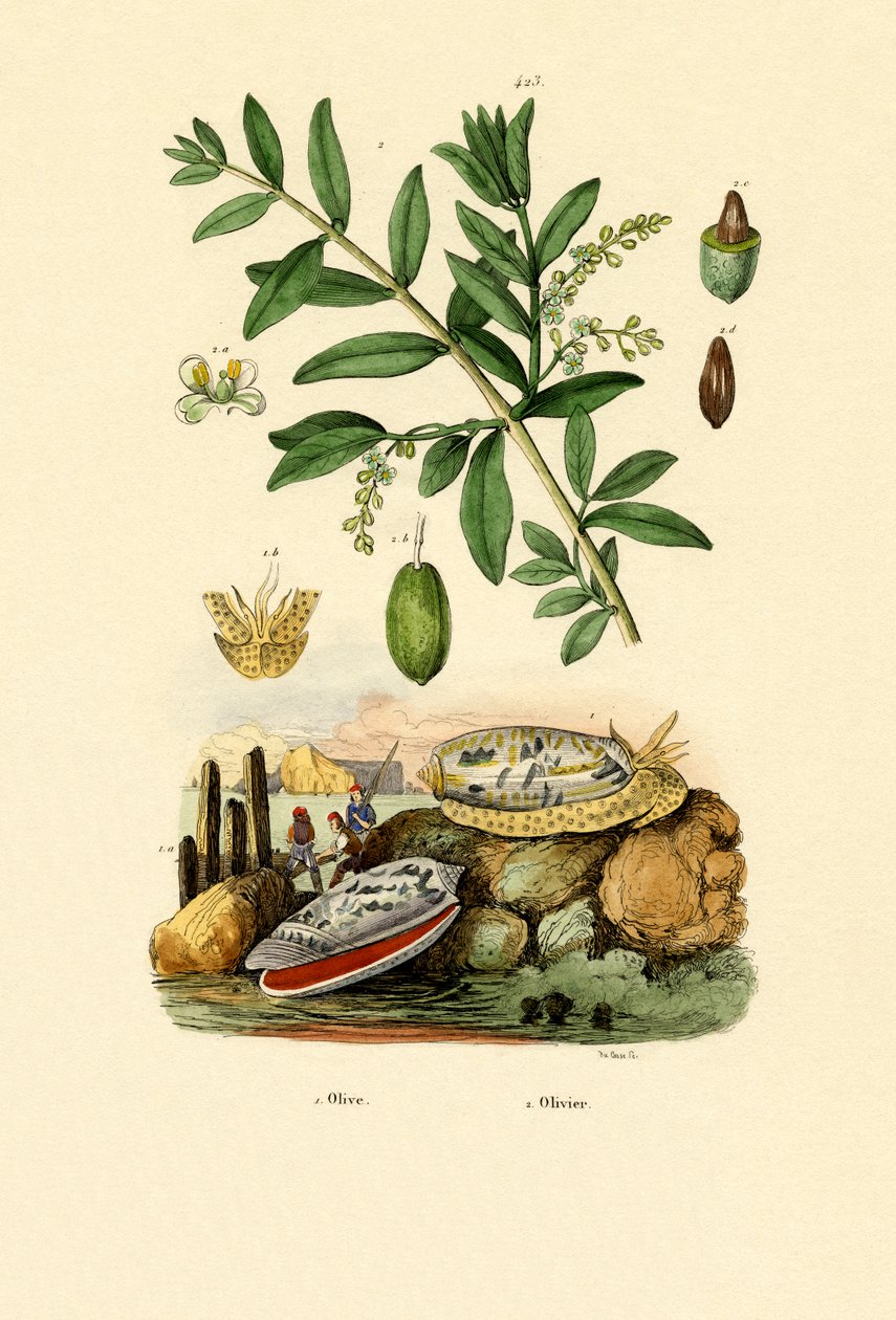 Zeytin Kabuğu, 1833-39 by French School