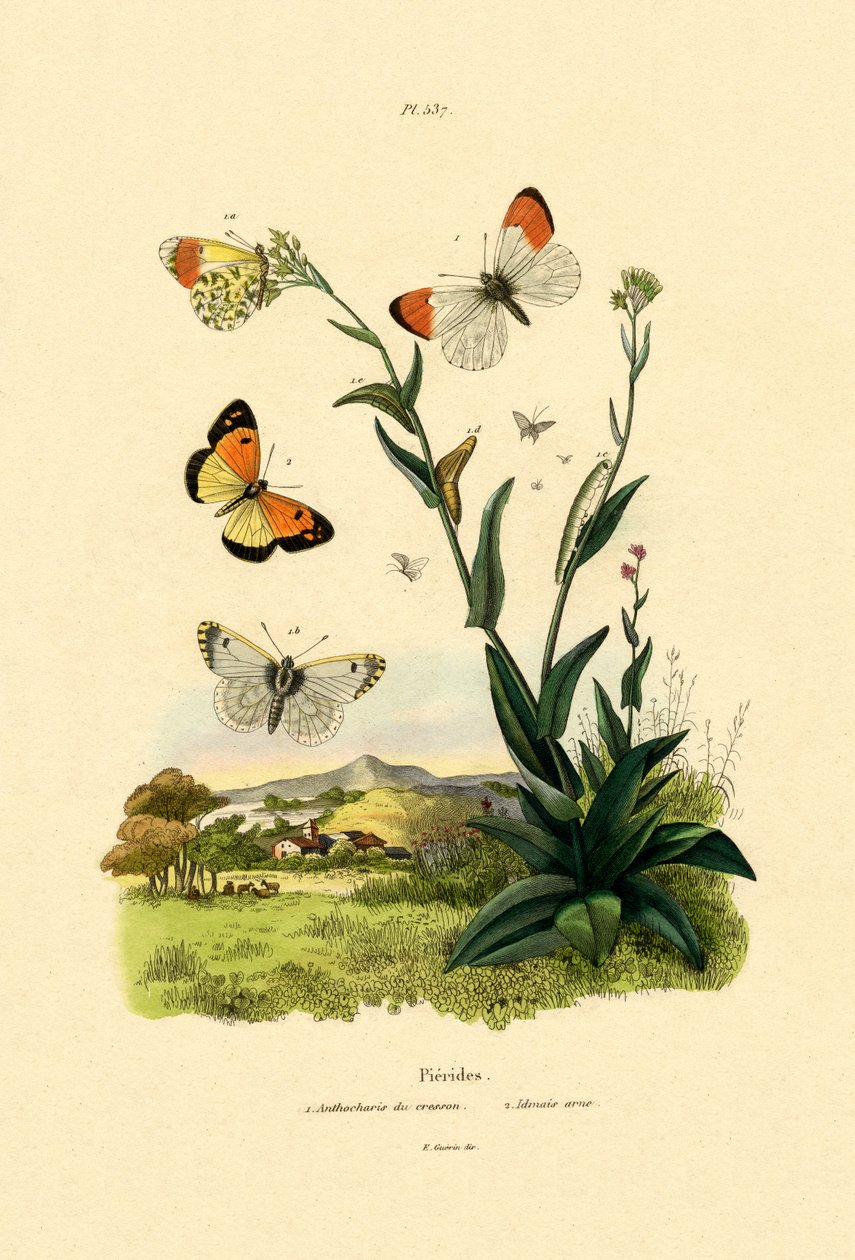 Turuncu Uç, 1833-39 by French School
