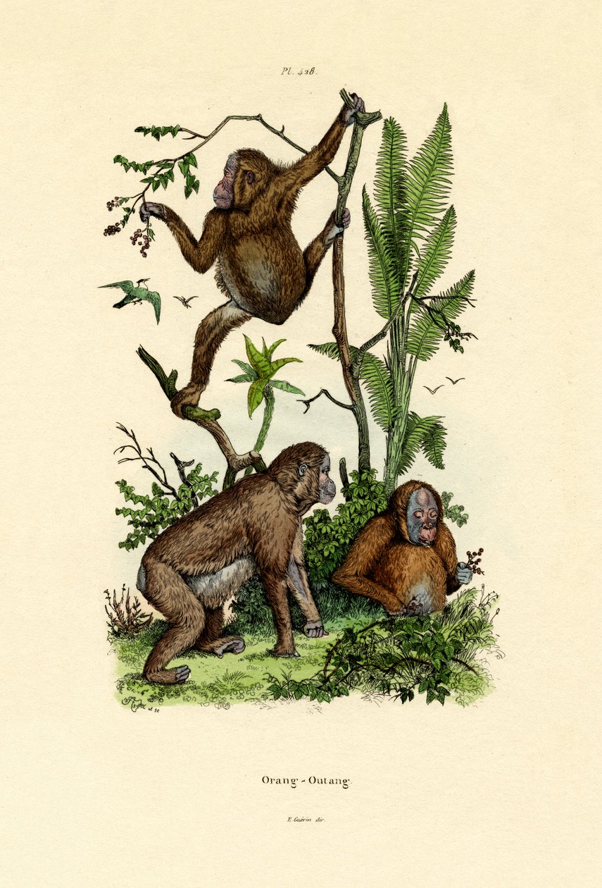 Orangutan, 1833-39 by French School