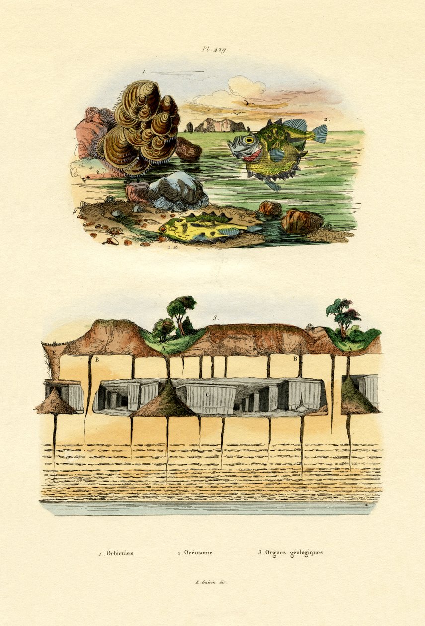 Orbicula Kabuğu, 1833-39 by French School