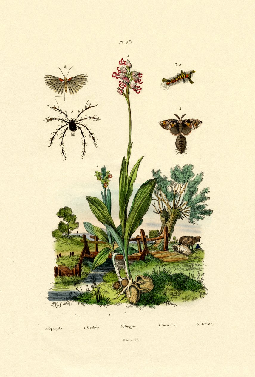 Orkide, 1833-39 by French School