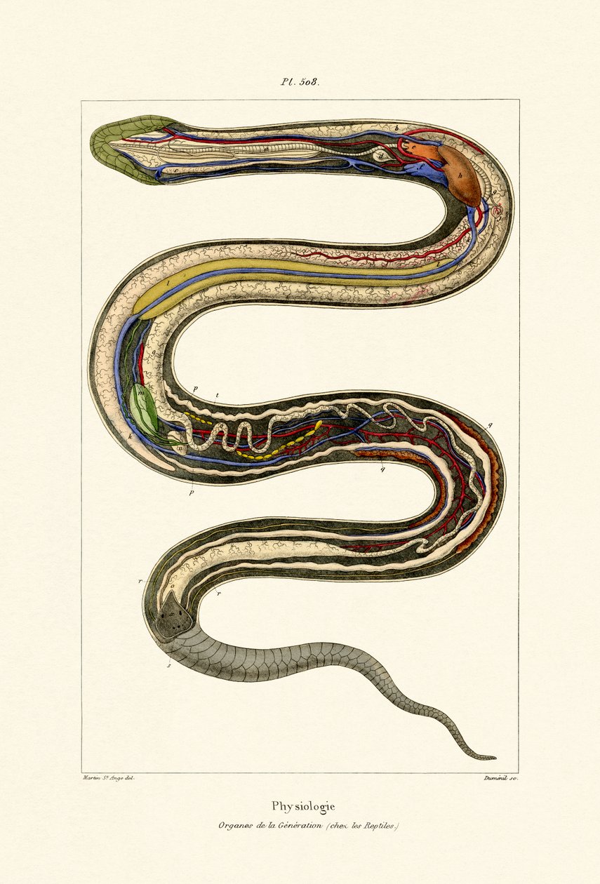 Organlar, 1833-39 by French School