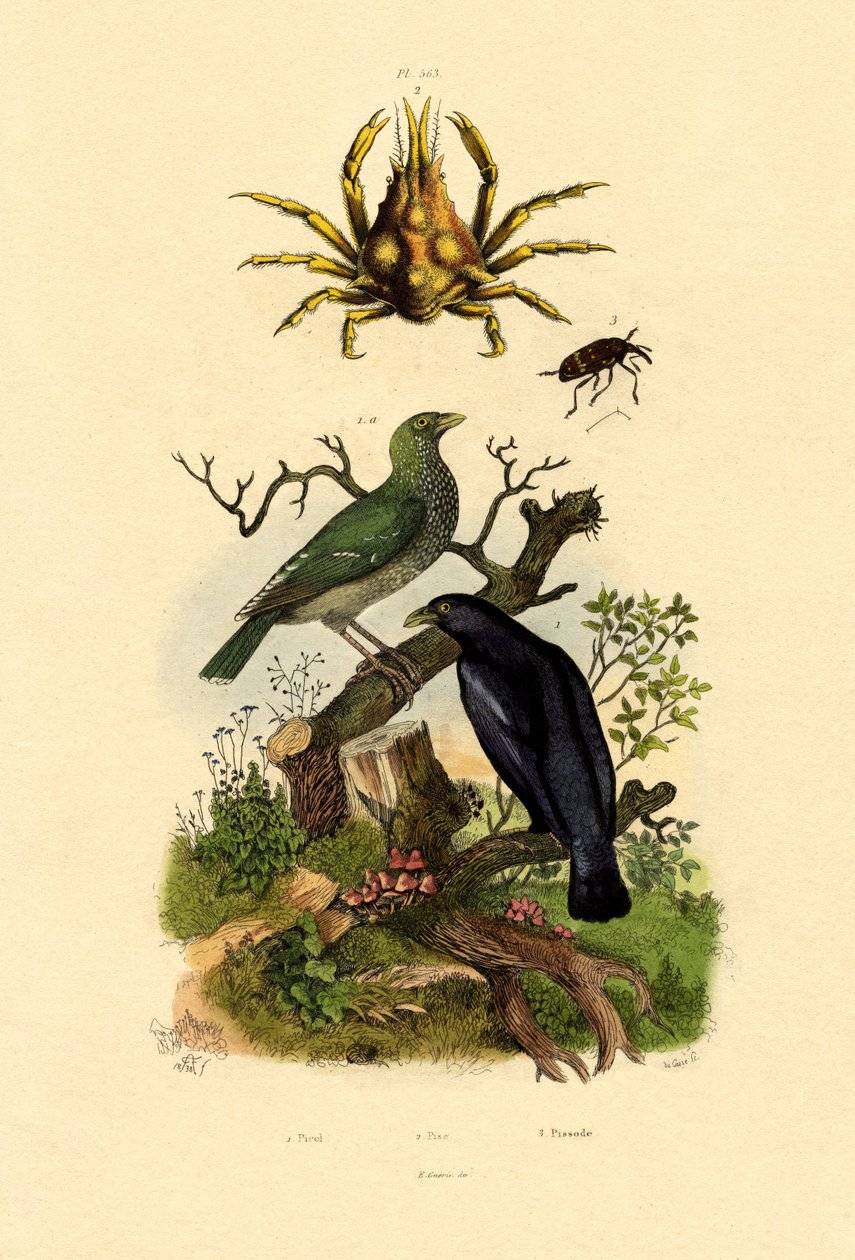 Oriol, 1833-39 by French School