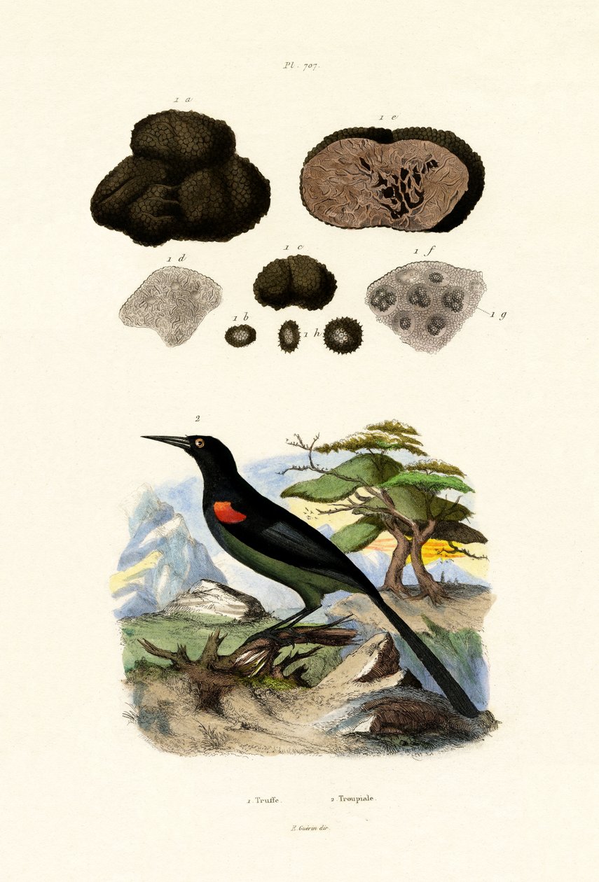 Sarımsak, 1833-39 by French School