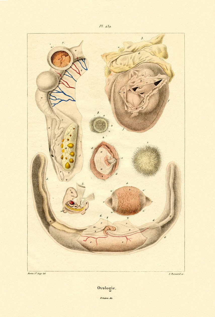 Ovoloji, 1833-39 by French School