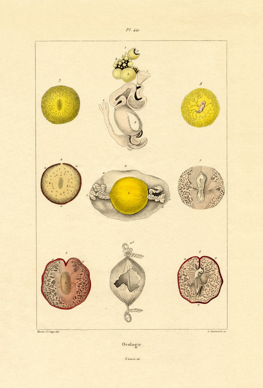 Ovoloji, 1833-39 by French School