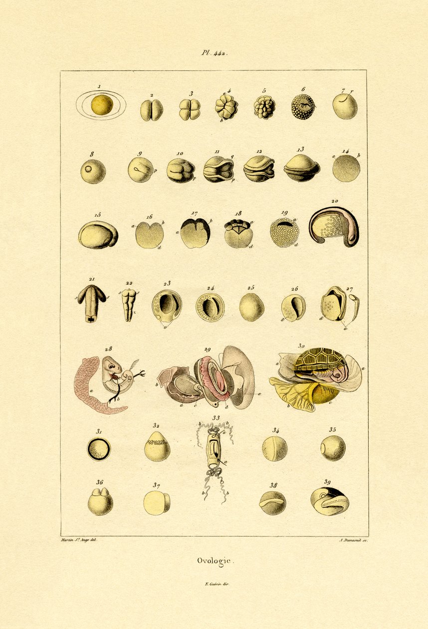Ovoloji, 1833-39 by French School