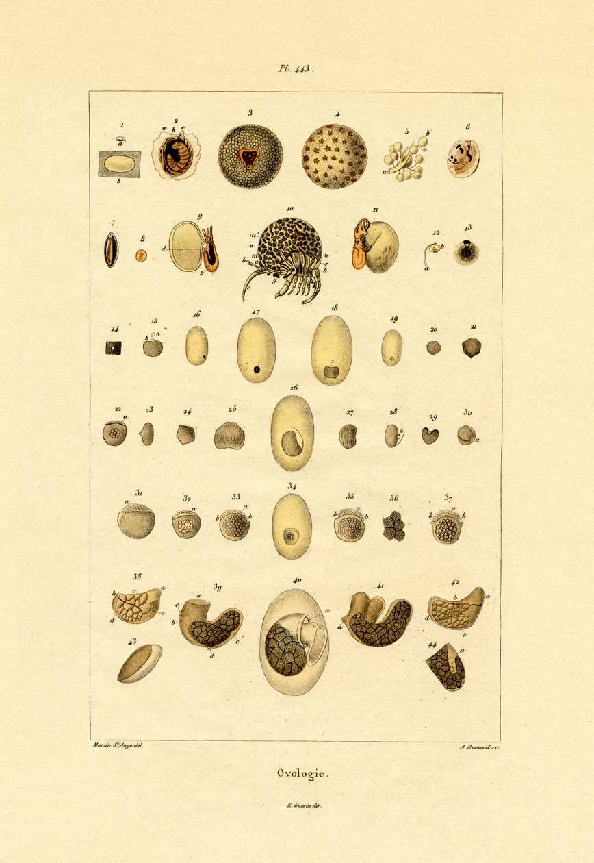 Ovoloji, 1833-39 by French School