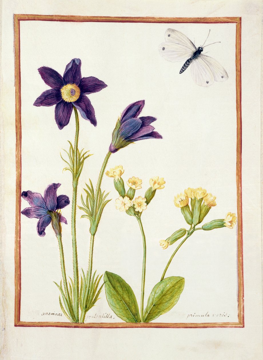 PD.126-1973f.23 Anemone pulsatilla, Primula veris and a Cabbage White Butterfly, c.1750 (parşömen üzerine wc ve guaj) by French School