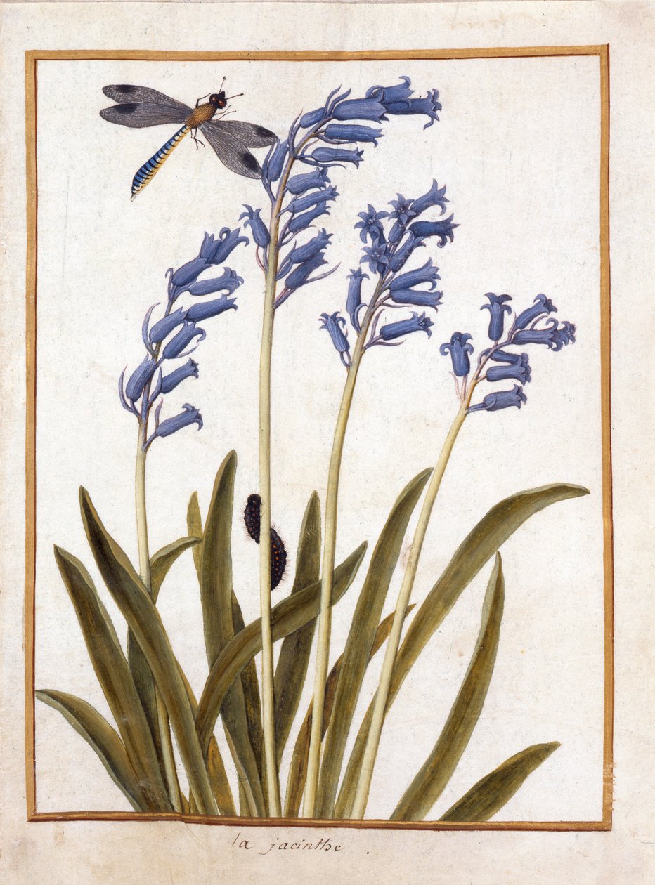 PD.126-1973f.36 Bluebell ve Dragonfly, c.1750 (parşömen üzerine wc ve guaj) by French School