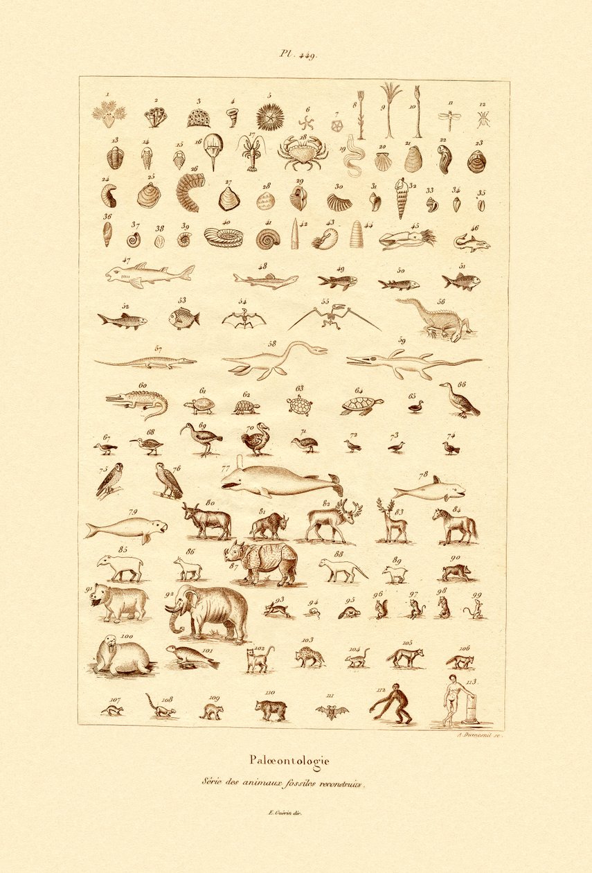 Paleontoloji, 1833-39 by French School