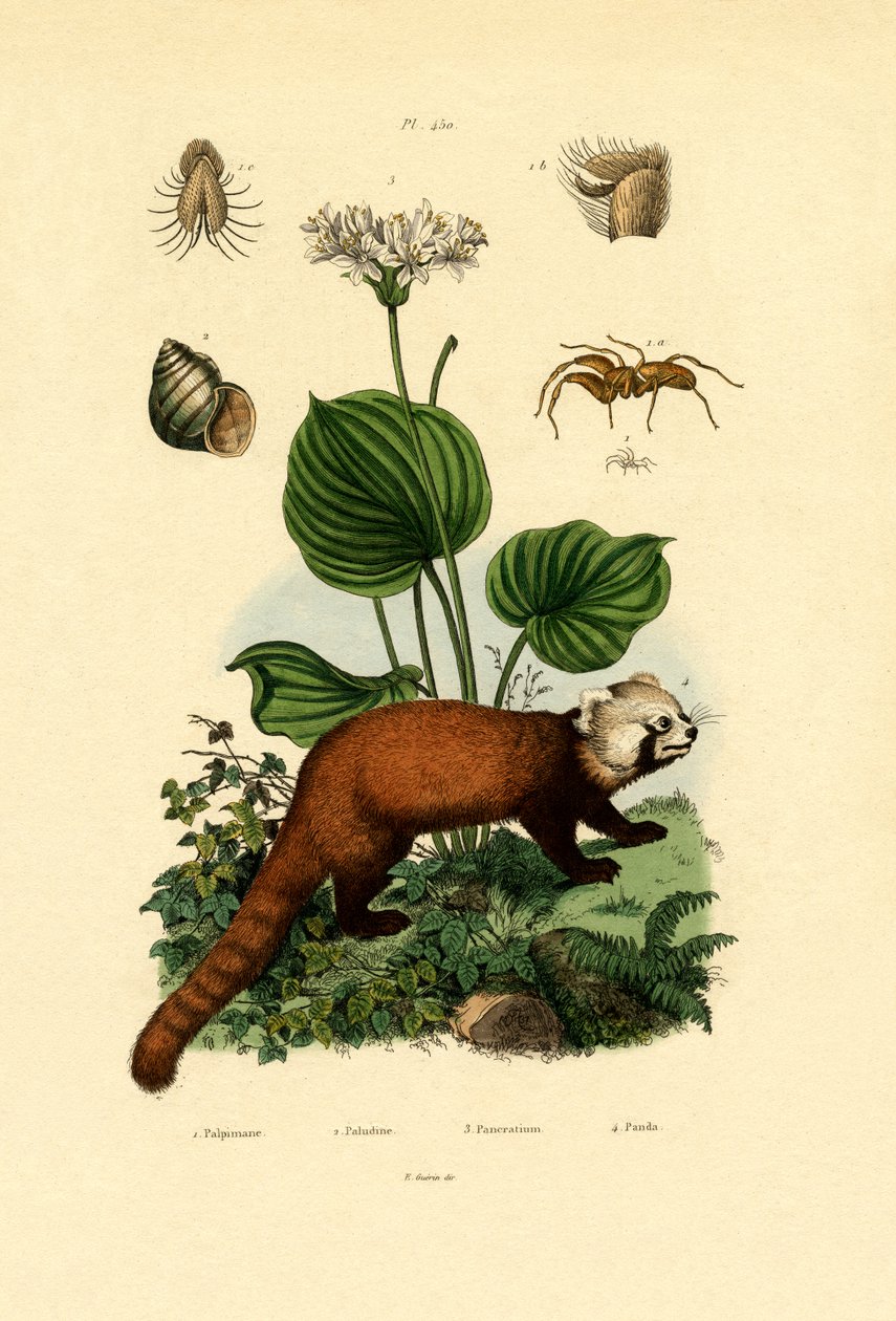 Palp-footed Spider, 1833-39 by French School