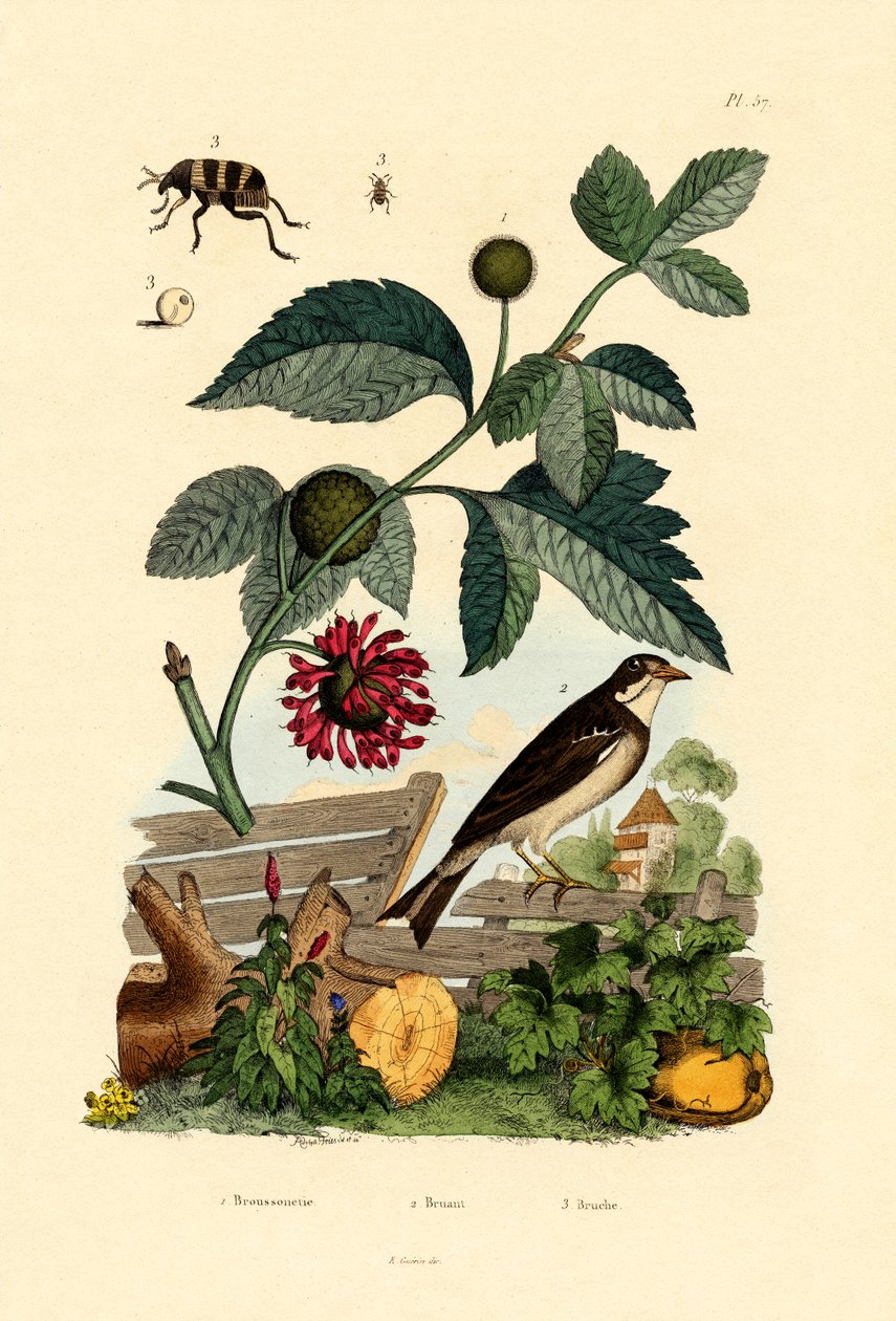 Kağıt Dut, 1833-39 by French School