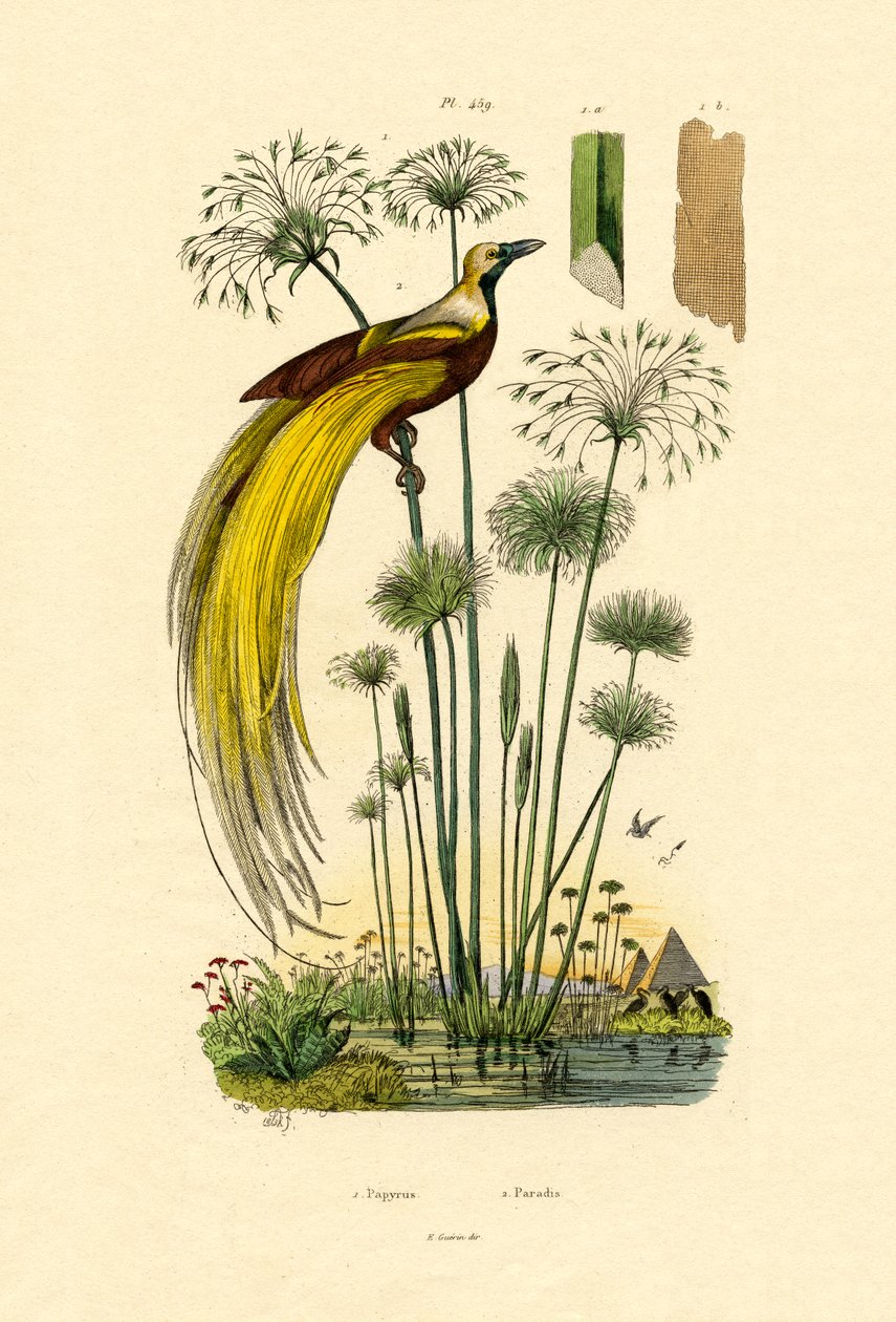 Papirüs, 1833-39 by French School