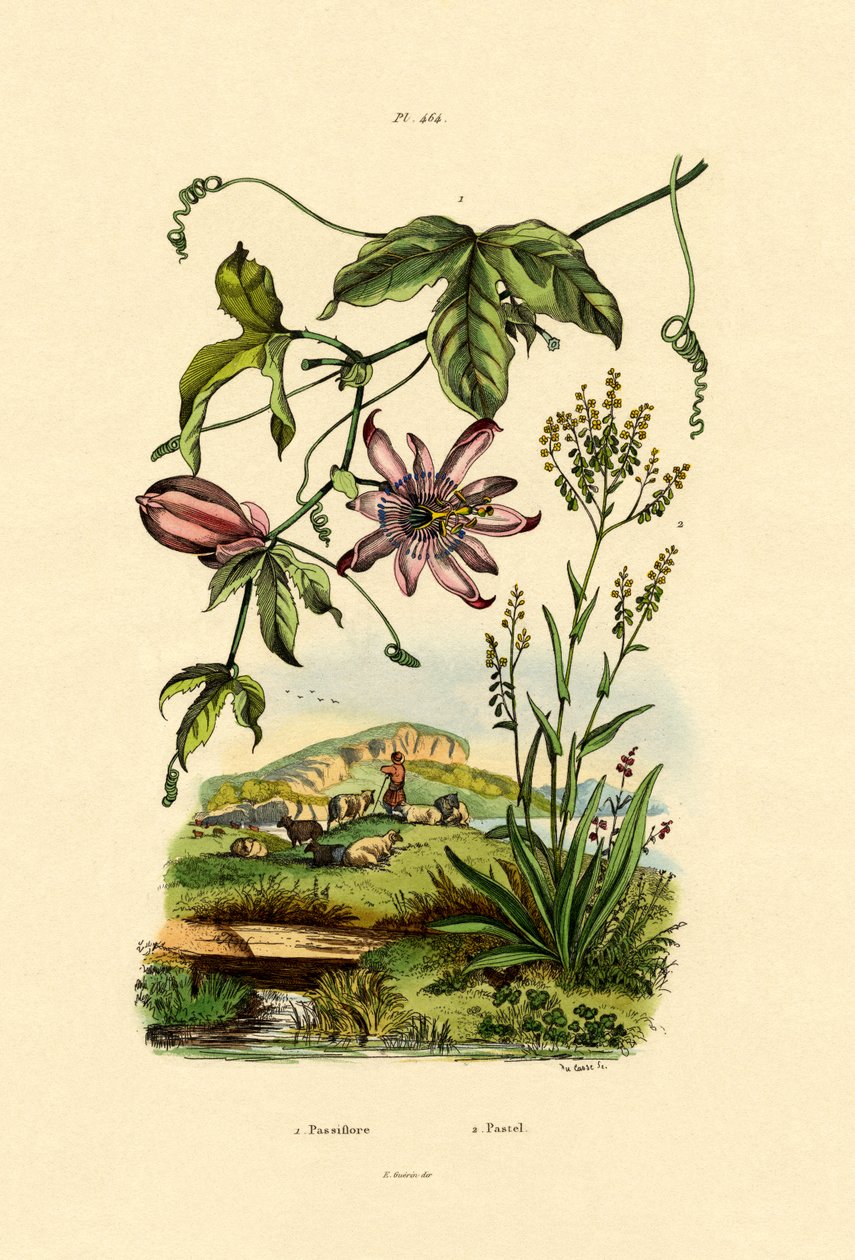 Tutku Çiçeği, 1833-39 by French School