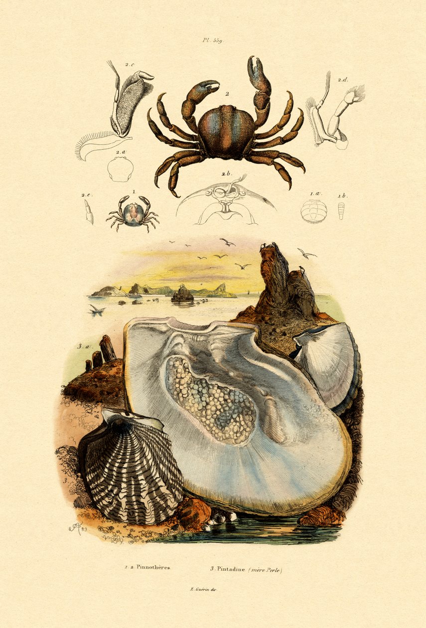 Pea Crab, 1833-39 by French School
