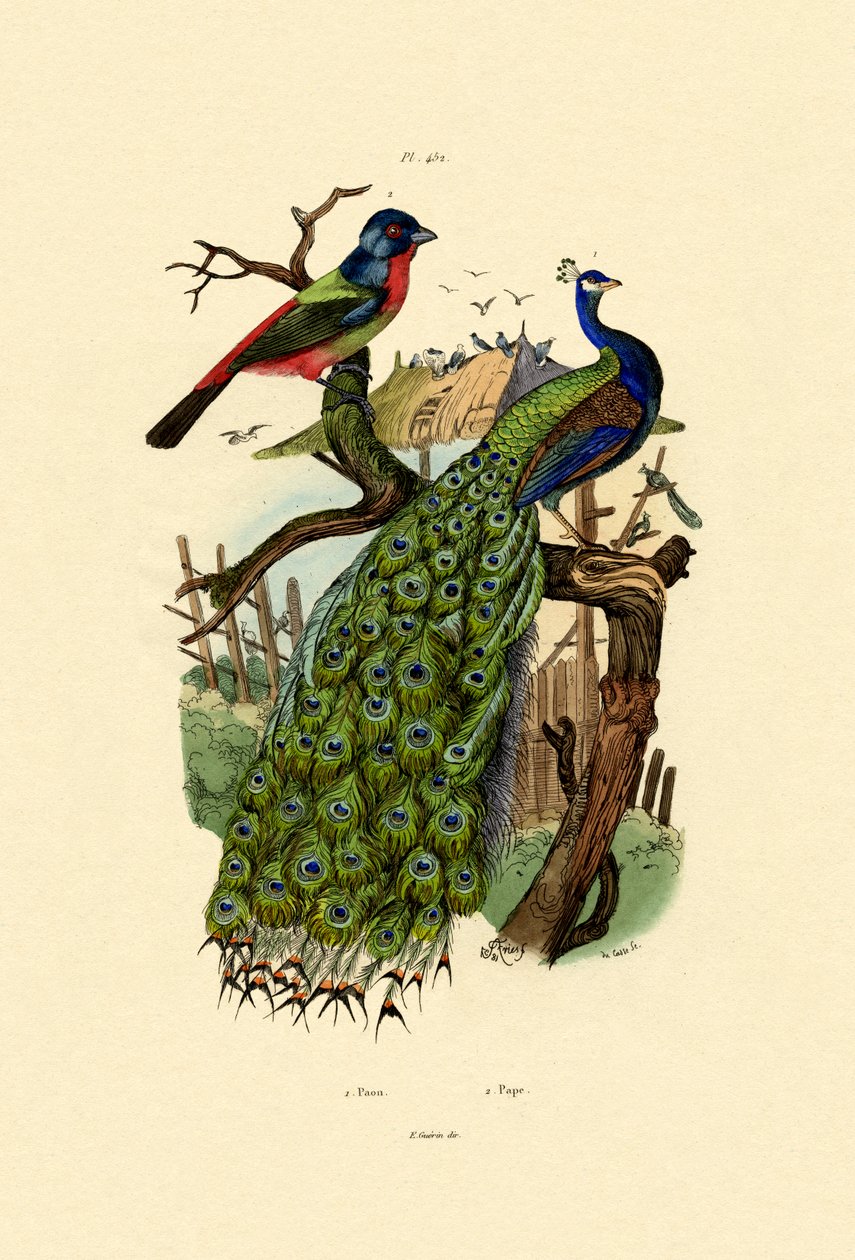 Tavus kuşu, 1833-39 by French School