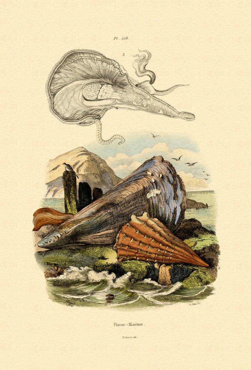 Kalem Kabuğu, 1833-39 by French School