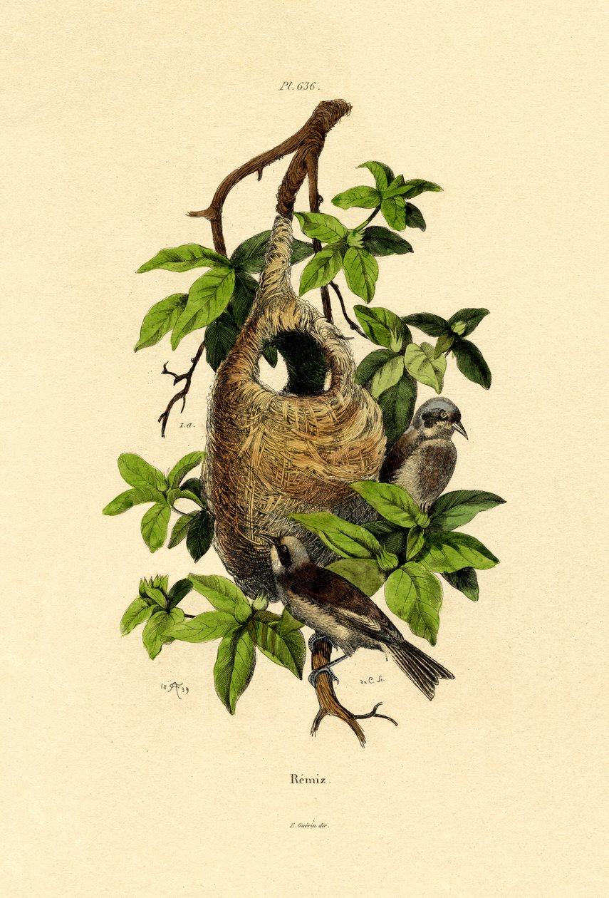 Sarkaç Baştankara, 1833-39 by French School