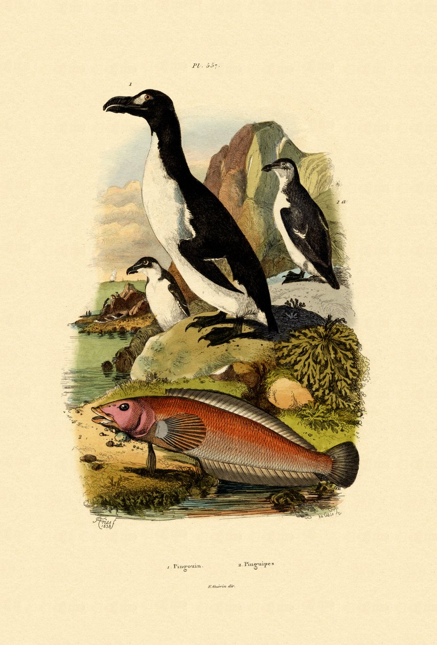 Penguen, 1833-39 by French School