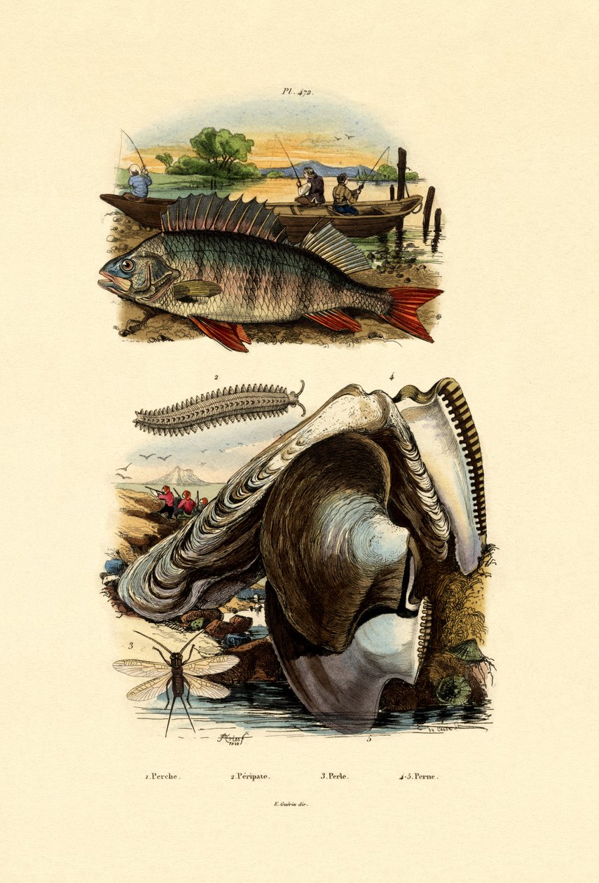 Levrek, 1833-39 by French School