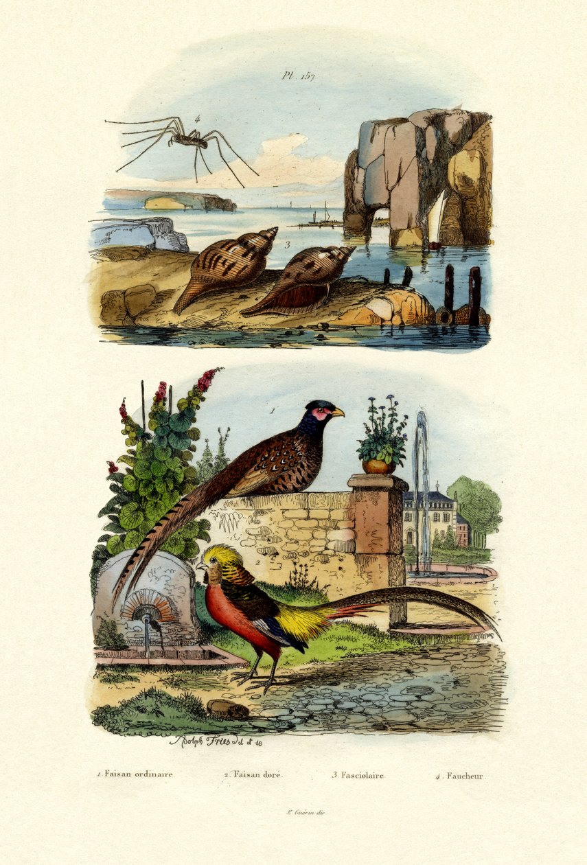 Sülün, 1833-39 by French School