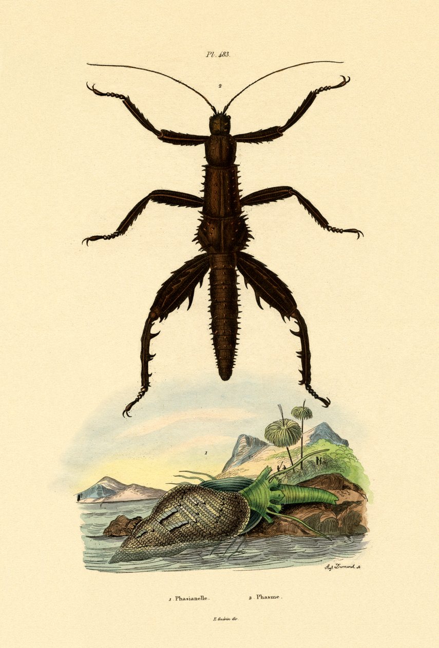 Sülün Kabuğu, 1833-39 by French School