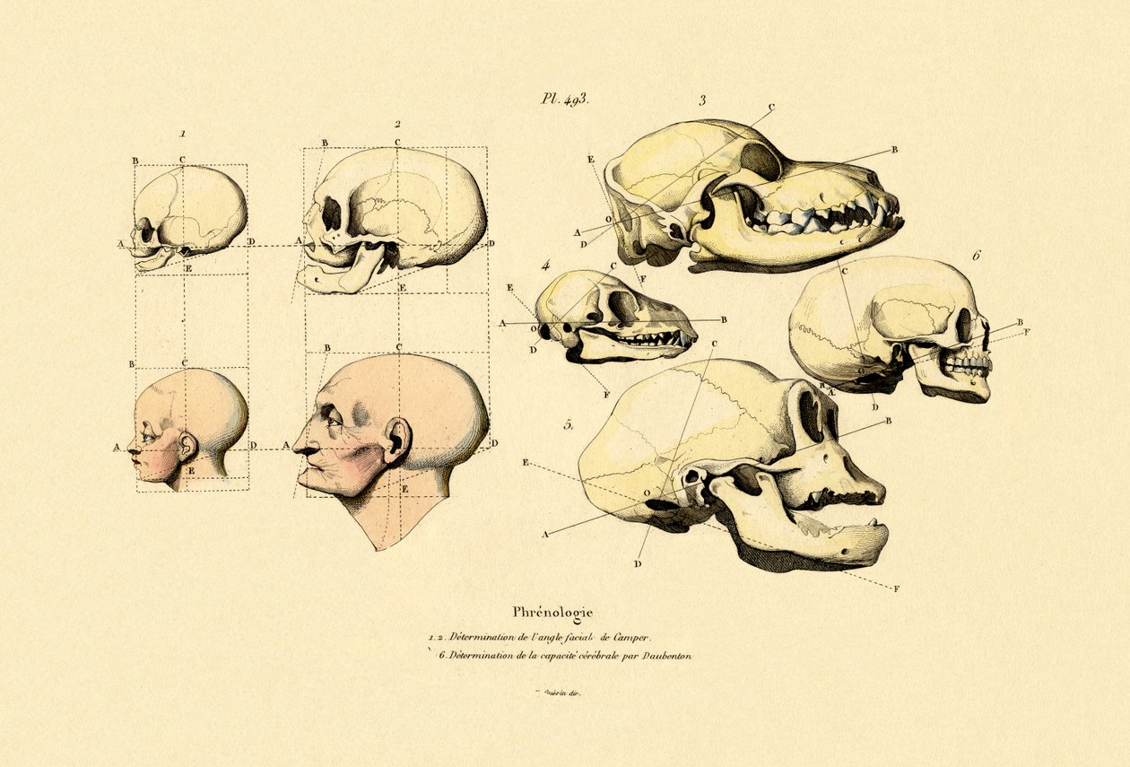 Frenoloji, 1833-39 by French School