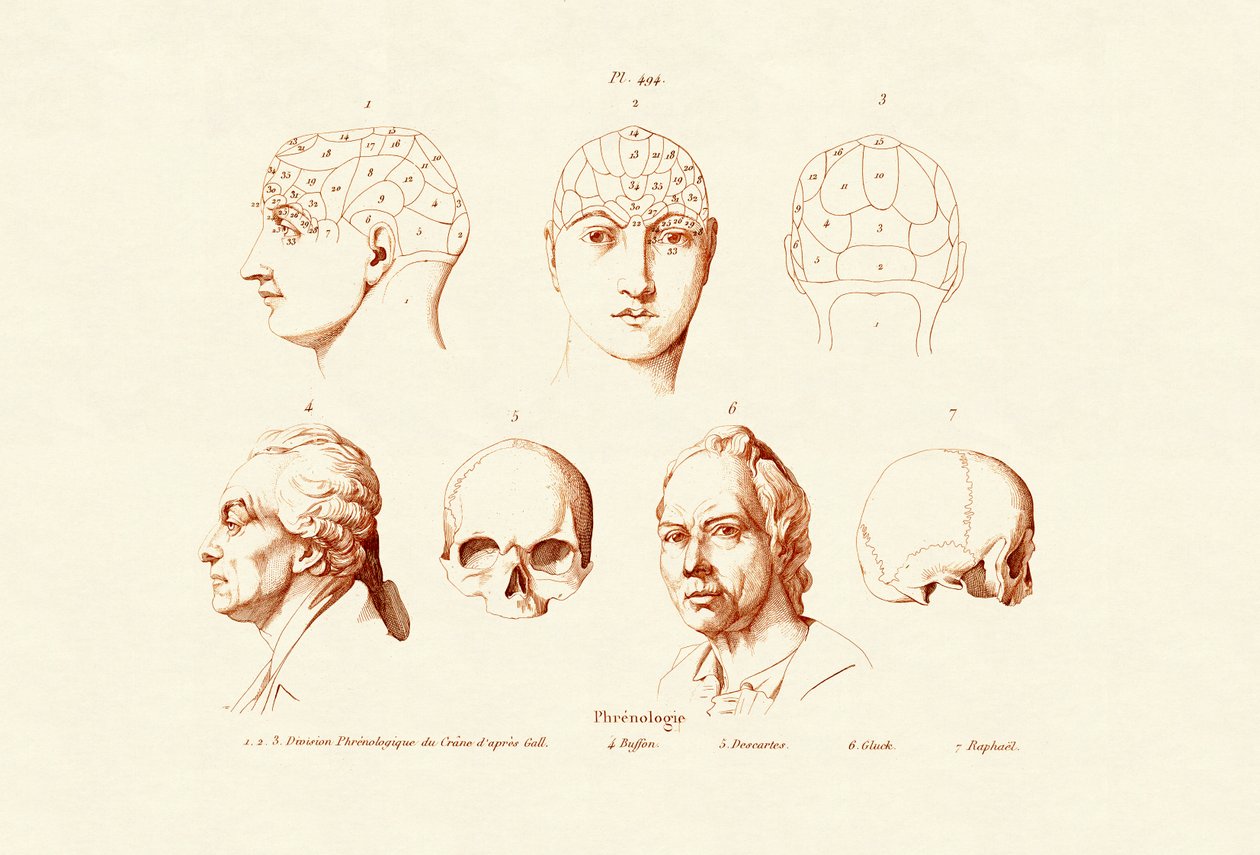 Frenoloji, 1833-39 by French School