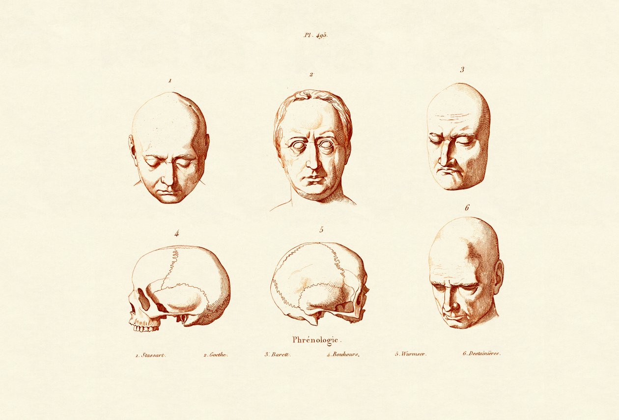 Frenoloji, 1833-39 by French School