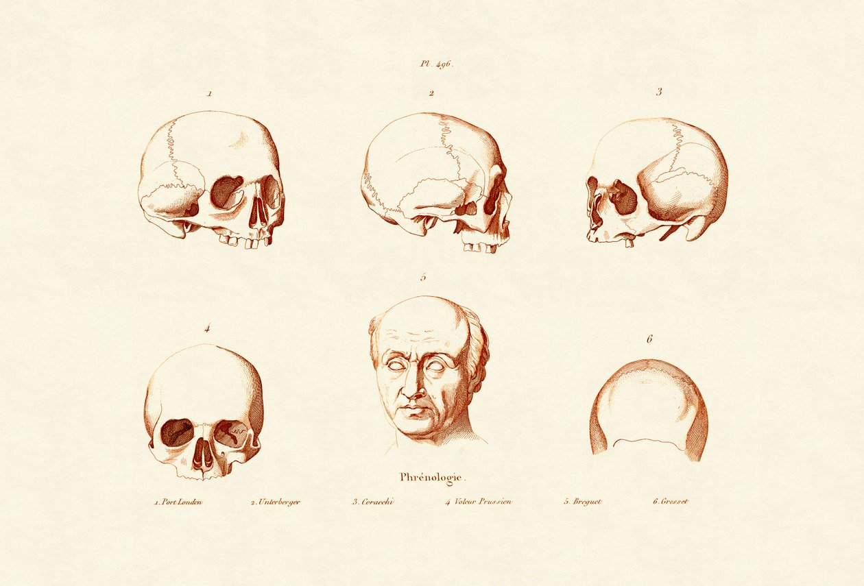 Frenoloji, 1833-39 by French School