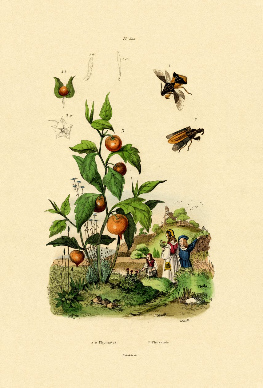 Fizik, 1833-39 by French School