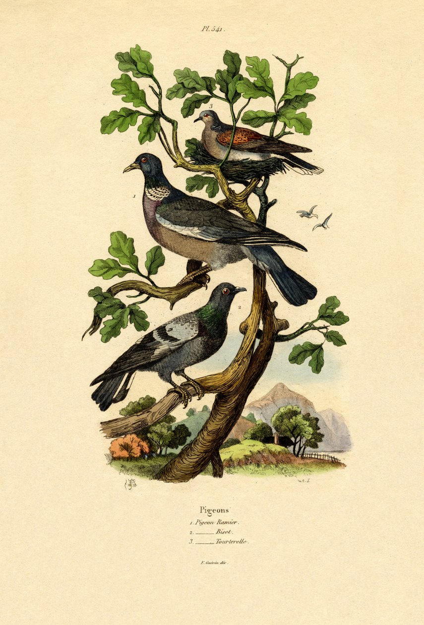 Güvercinler, 1833-39 by French School